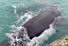 Whales draw crowd to Beachport jetty Beachport Whales One June 15web TBW Newsgroup