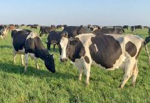 Dairy production tipped to expand across region Beston Global Foods TBW Newsgroup