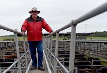 Stock agent hangs up hat after 50 years David Creek Dsc 0637 TBW Newsgroup