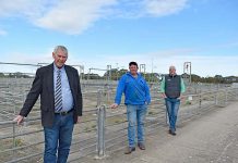 Millicent cattle rebound Noll Robinson Driessen TBW Newsgroup