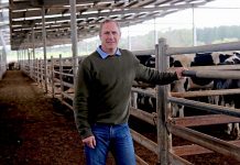 Saleyards manager gets back to roots David Wallis New Saleyards Manager TBW Newsgroup