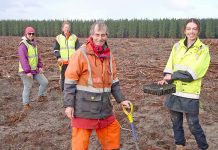 Forestry future groundwork laid Green Triangle Pine Plantation (1) TBW Newsgroup