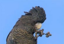 Landowner support needed for endangered species