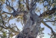 New life for Limestone Coast icon