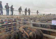 Record-breaking summer at Casterton