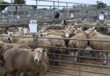 Numbers drop but prices rise