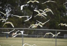 Bird attack destroys turf wicket