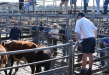Saleyards ramp project approved