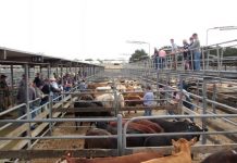 Doubt over Millicent Saleyards future