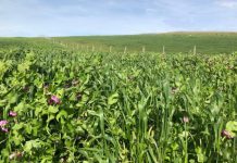 Filling the feed gap