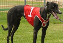 Summer Classic heat winners well matched