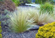 Weed vigilance urged