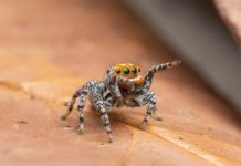 Finding Nemo: New jumping spider discovered in region