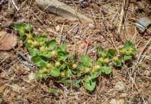 Weed management a shared responsibility