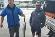 Big tuna on the bite