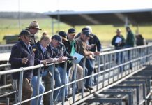Plenty in store at saleyards