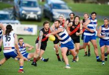 Cats and Dogs game postponed