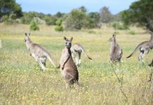 Call for action on kangaroos