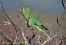 Rare parrot sighting