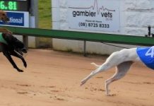 Tandiki’s terrific run continues