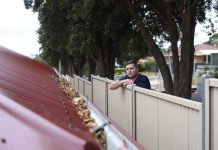 Healthy street trees here to stay