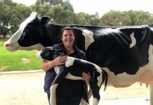 Cow simulator boosts learning