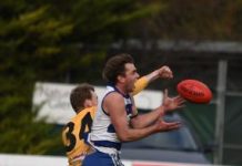 Cats cross the border