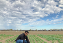 Disease in hay ‘a risk’