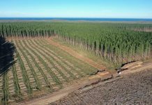 Multi-million dollar forest deal logged