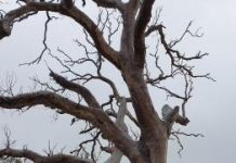 Region’s first Blue Tree grows mental health awareness