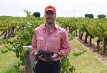 Region’s best vintage in decades