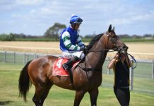 Horse of year winners announced