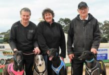 Portland trainer lands career-best four winners at Tara Raceway