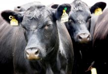 Price drop on cattle tags