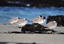 Plover count growing