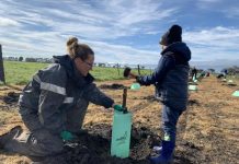 Regrowth after the fire