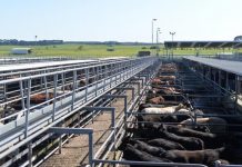 Saleyard funding unsuccessful