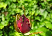 Good weather for Aphids