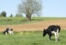 Dairy at a critical juncture