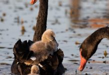 Swamps and drains taken for granted