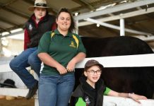 Cattle competition bigger than ever
