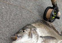 Mulloway on the bite