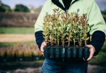 Green trees set for the region