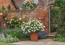 Roses growing in pots