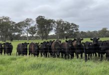 Size and Scope – Reliable Warm Grazing
