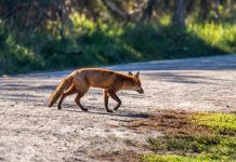2,500 scalps from first round of fox bounty
