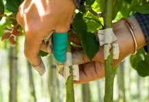 How we bud new rose plants