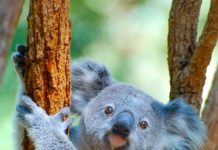 Charges laid over koala deaths