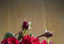 Cut roses – can they last longer?