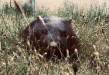 Watch out for Wombats